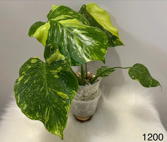 Monstera Deliciosa Electrolyte