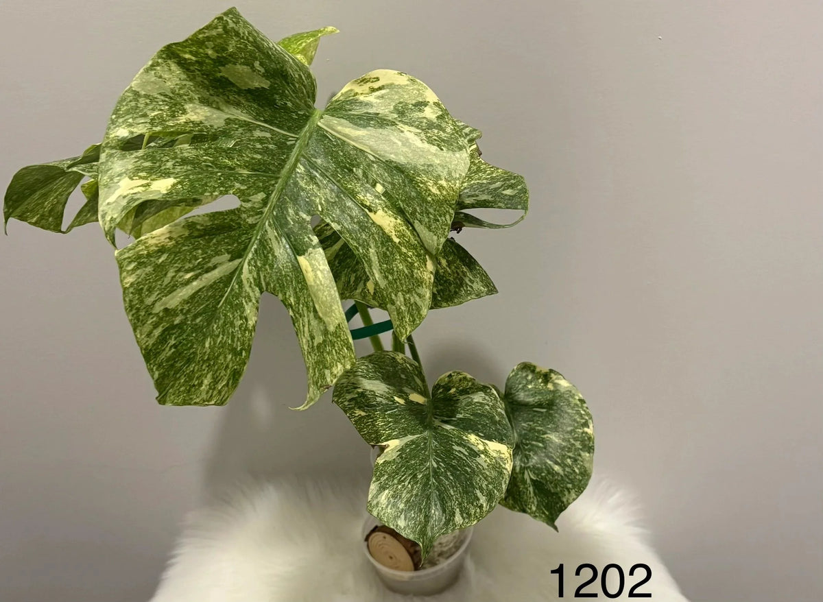 Monstera Deliciosa Legacy