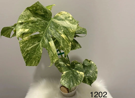 Monstera Deliciosa Legacy