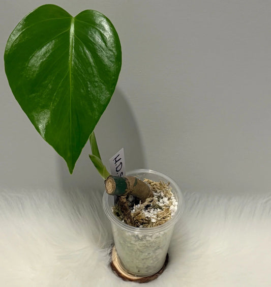Monstera Deliciosa Sierrana
