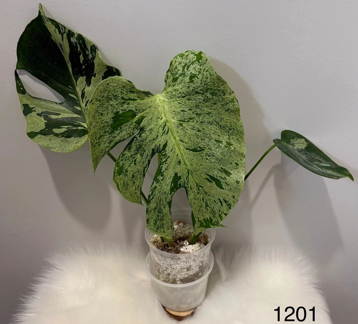 Monstera Deliciosa Vietciosa
