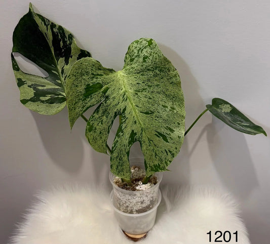 Monstera Deliciosa Vietciosa
