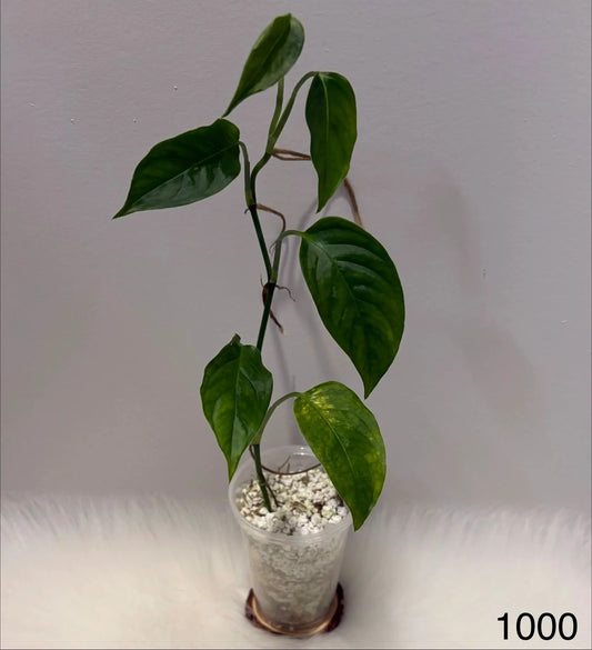 Monstera Laniata