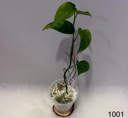 Monstera Laniata