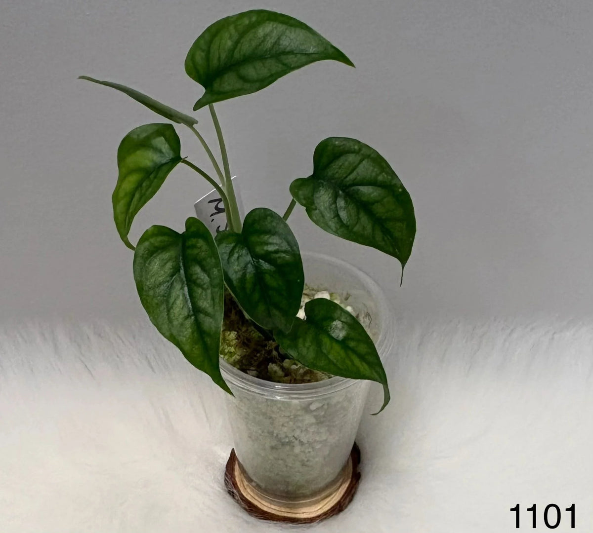 Monstera Siltepecana