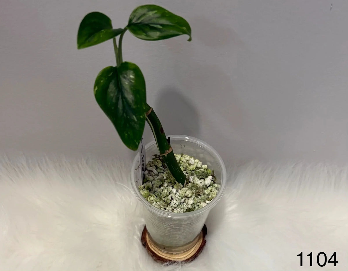 Monstera Standleyana Albo