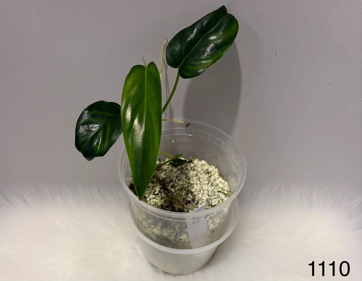 Philodendron 69686
