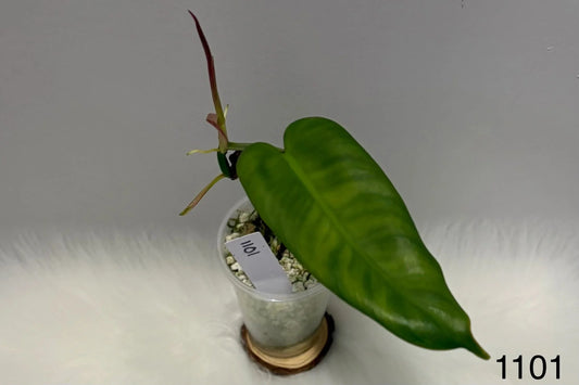 Philodendron Atabapoense