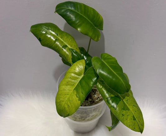 Philodendron Burle Marx X Paraiso Verde