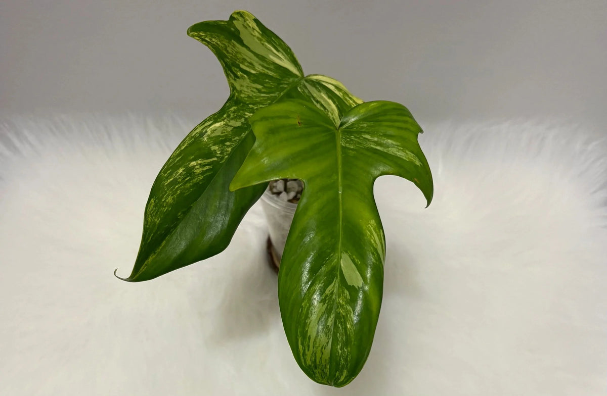 Philodendron Florida Beauty