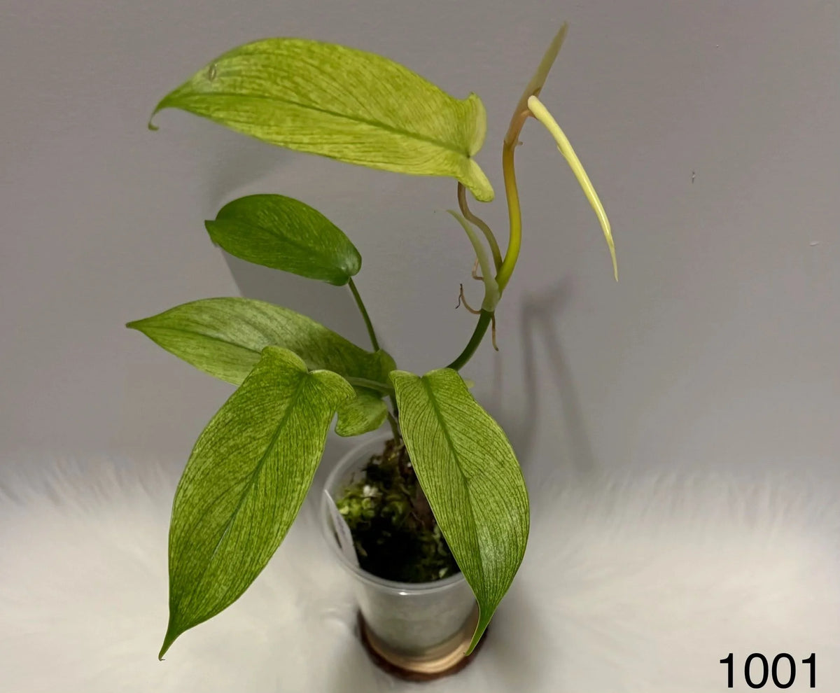 Philodendron Florida Ghost