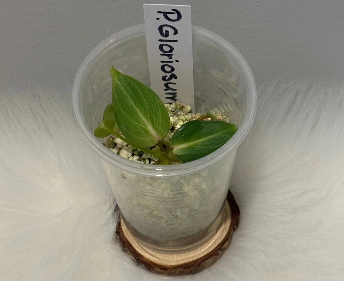 Philodendron Gloriosum