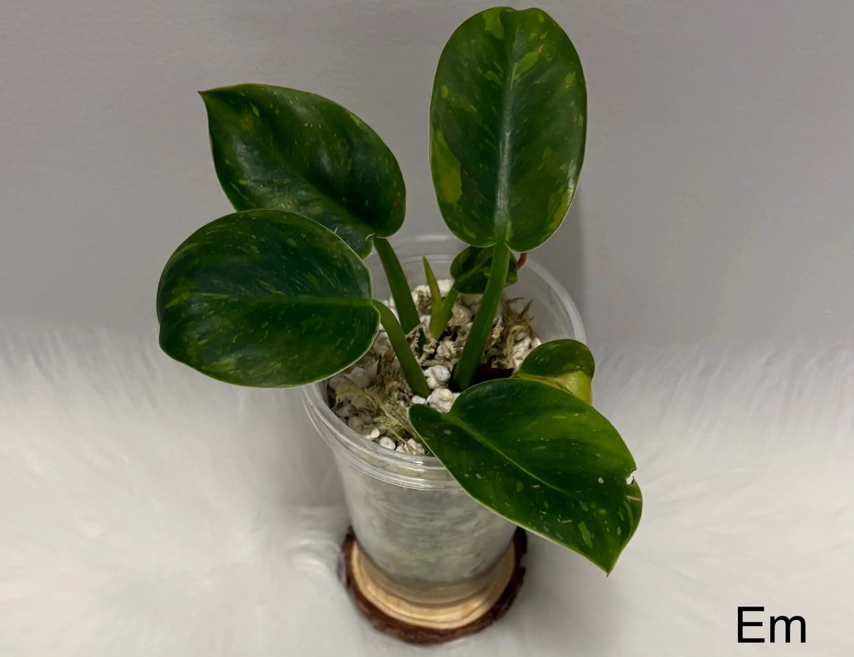 Philodendron Green Congo Nuclear