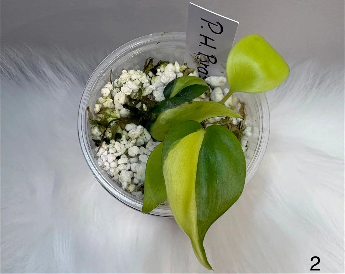 Philodendron Hederaceum Brasil