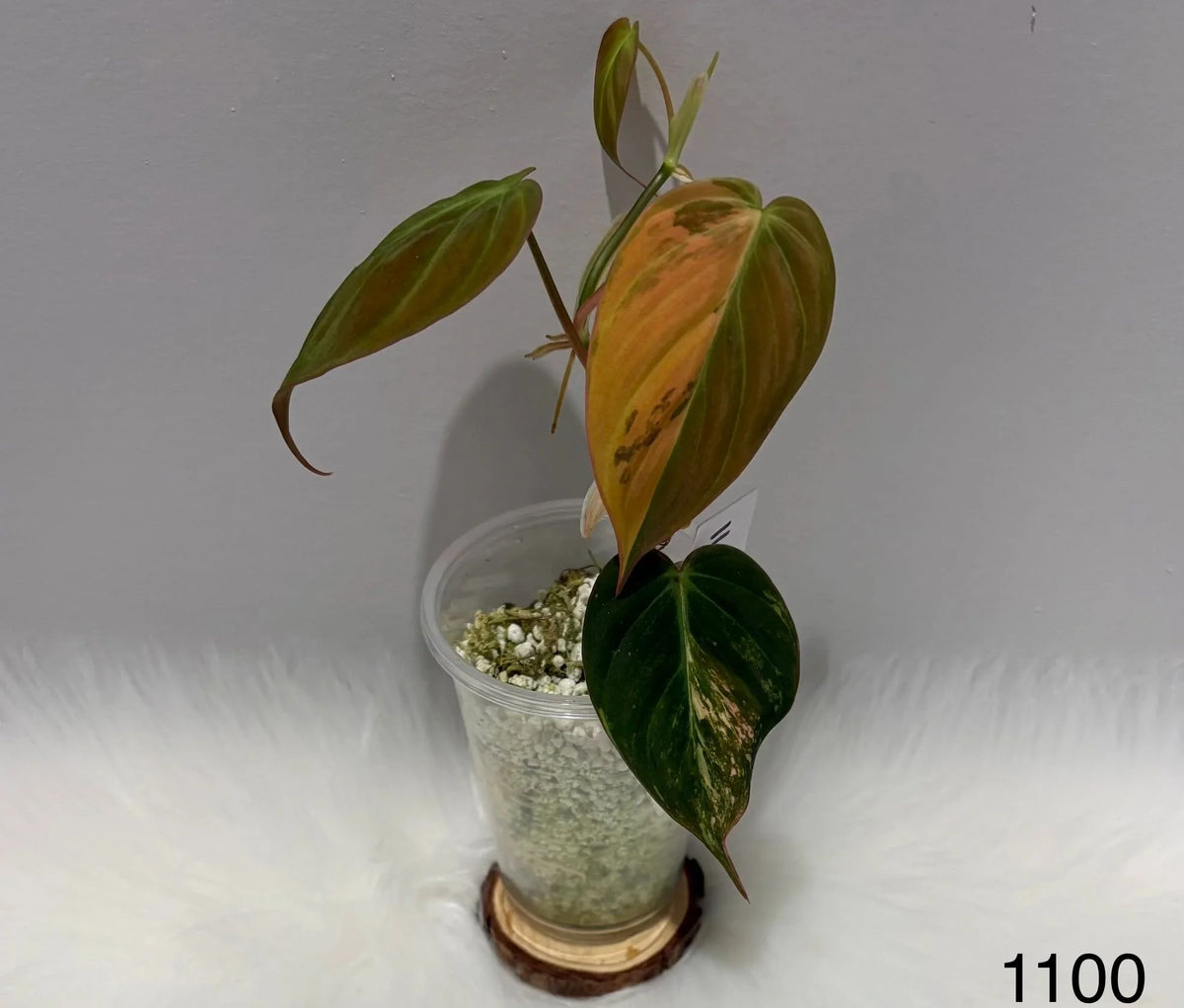 Philodendron Hederaceum Micans Aurea