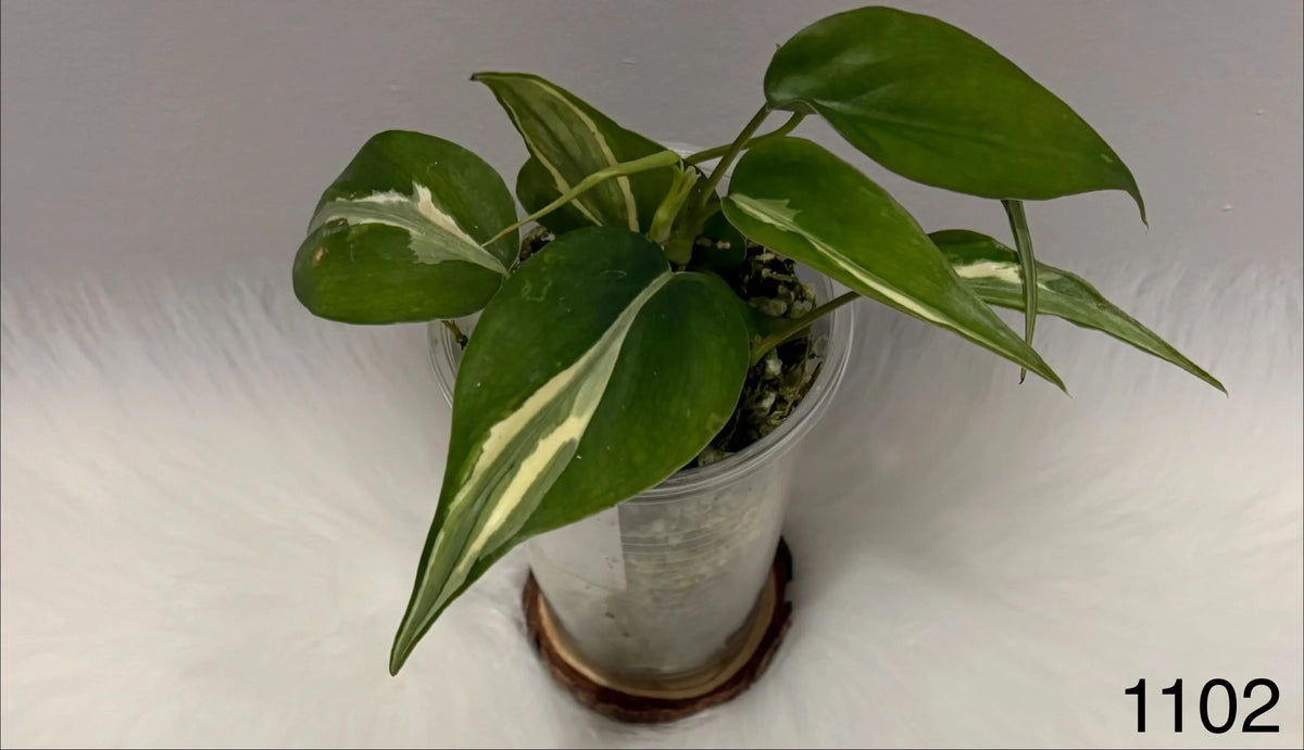 Philodendron Hederaceum Rio