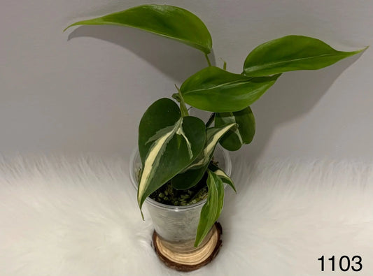 Philodendron Hederaceum Rio