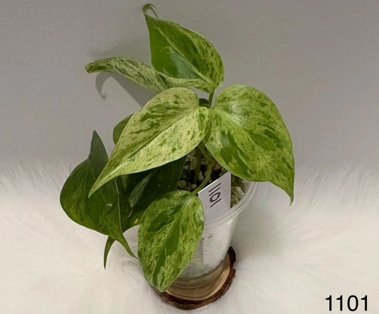 Philodendron Hederaceum Variegated
