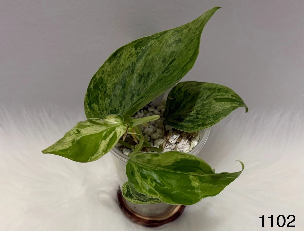 Philodendron Hederaceum Variegated