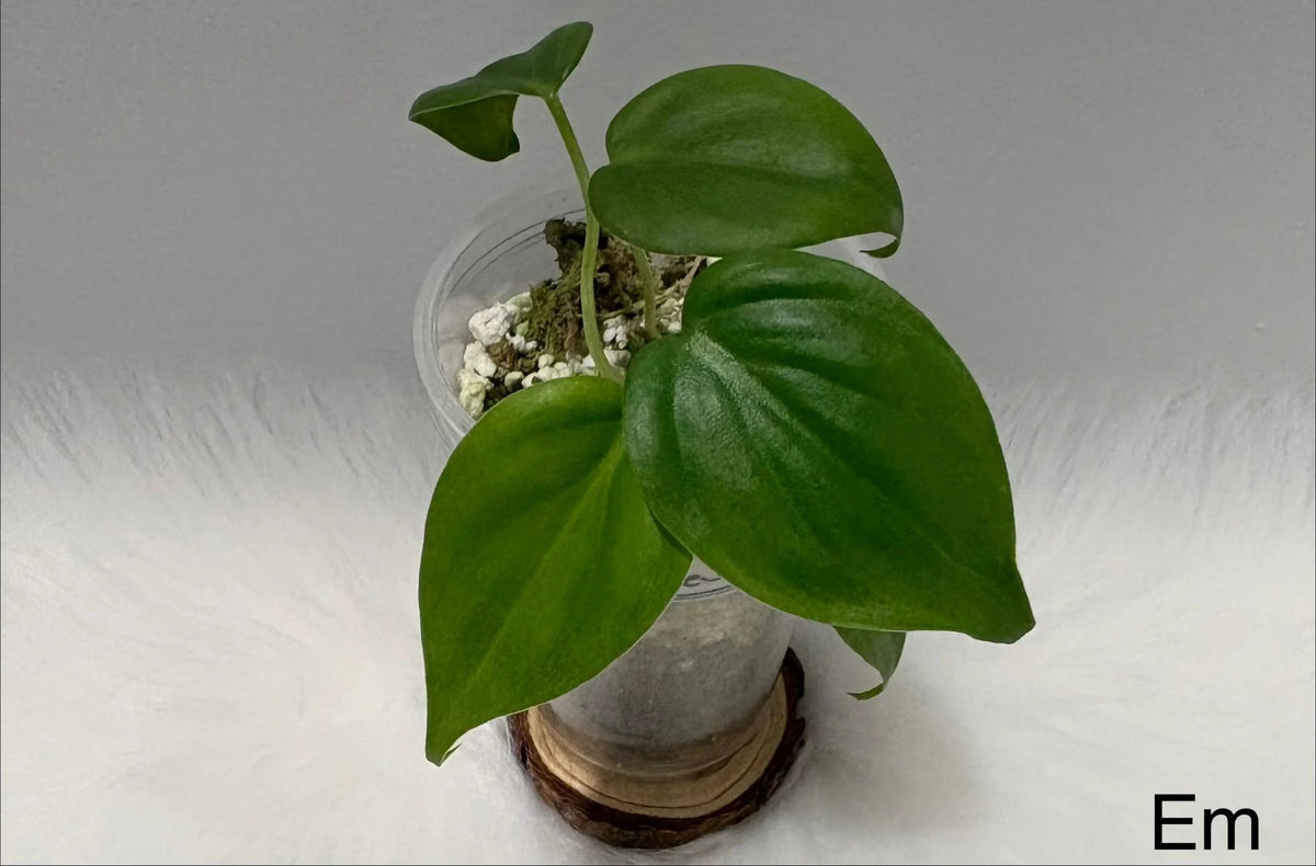 Philodendron Hederaceum
