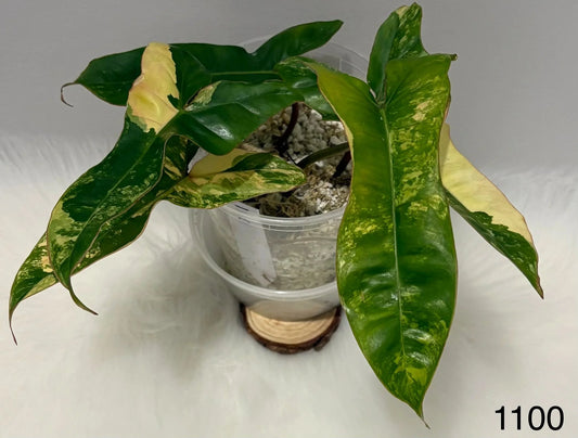 Philodendron Jennifer