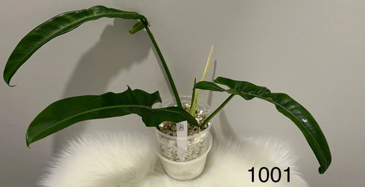 Philodendron Jerry Horne