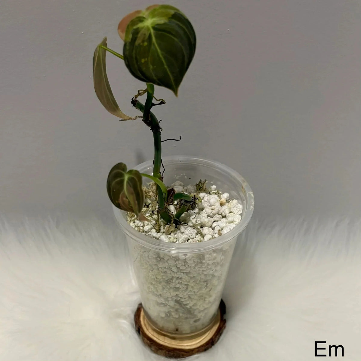 Philodendron Melanochrysum Variegated