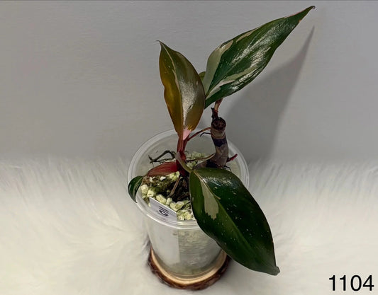 Philodendron Pink Princess