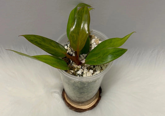 Philodendron Quad Color
