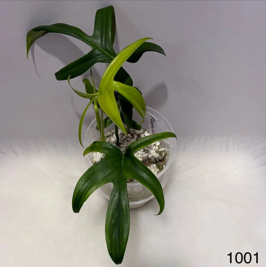 Philodendron Quercifolium