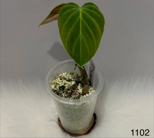 Philodendron Splendid