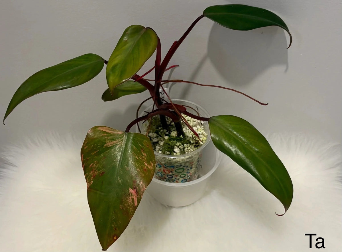 Philodendron Strawberry Shake