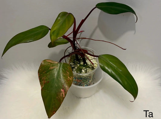 Philodendron Strawberry Shake