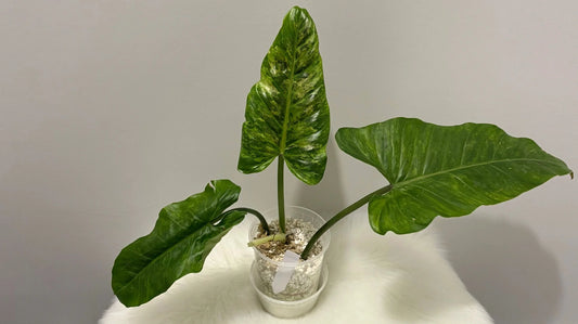 Philodendron Subhastatum Variegated