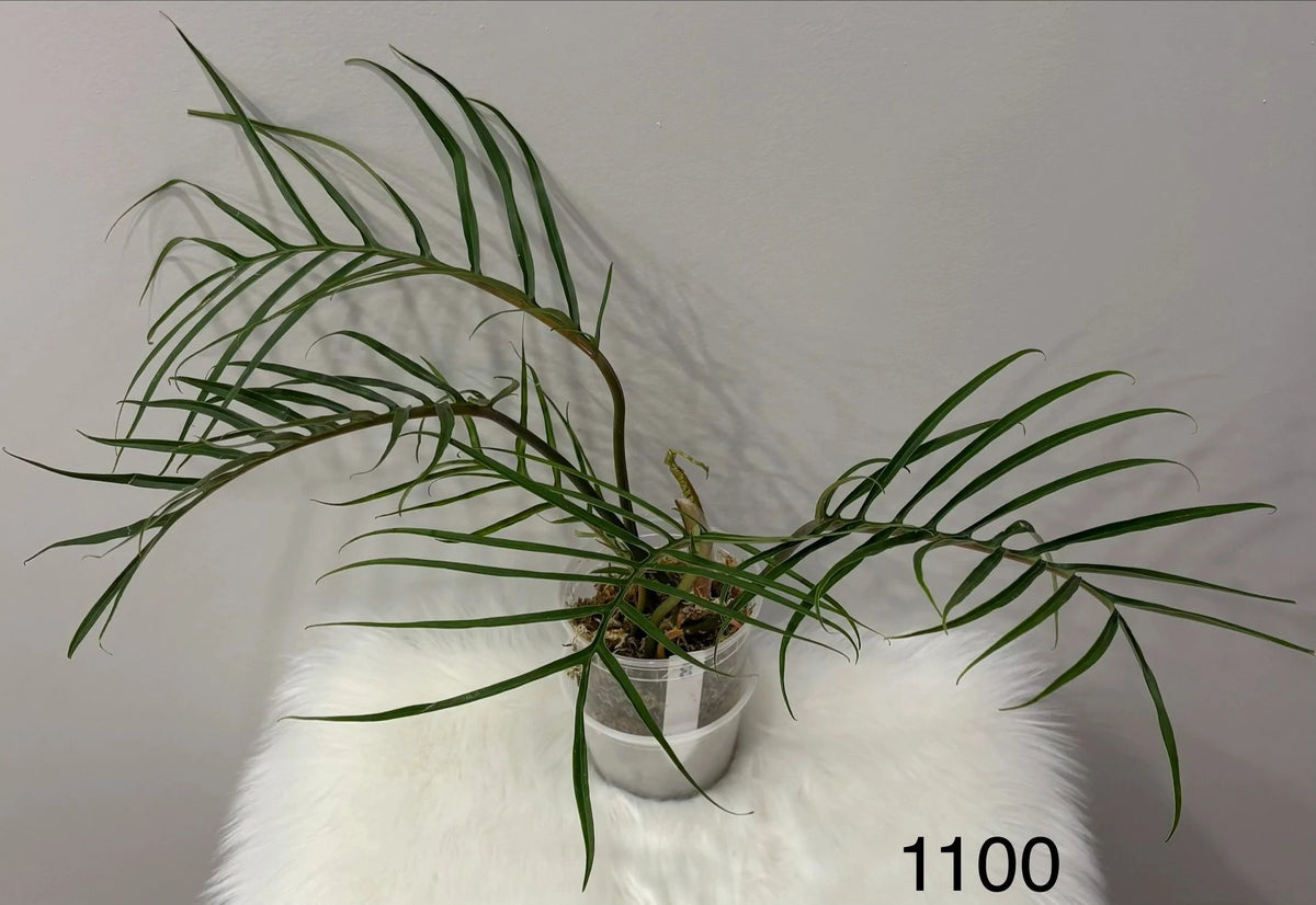 Philodendron Tortum