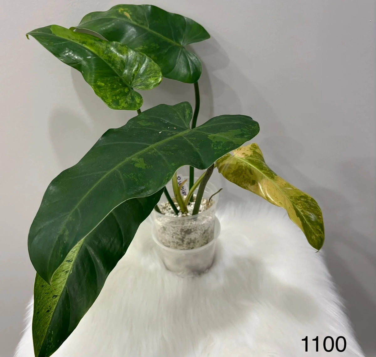 Philodendron Whipple Way