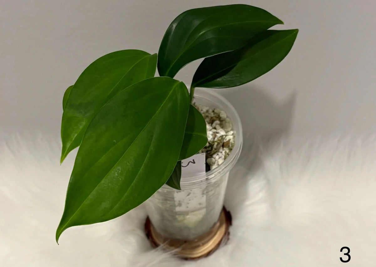 Rhaphidophora Decursiva