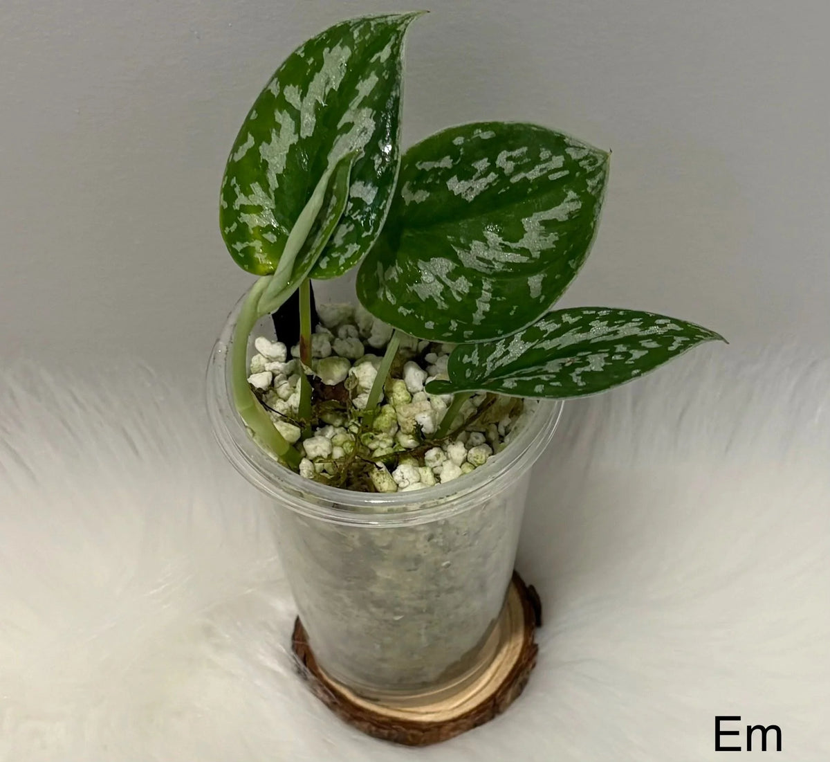 Scindapsus Argyraeus