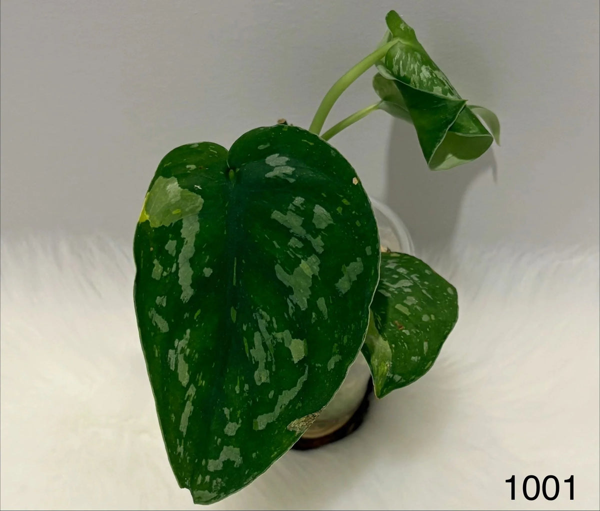 Scindapsus Baticon
