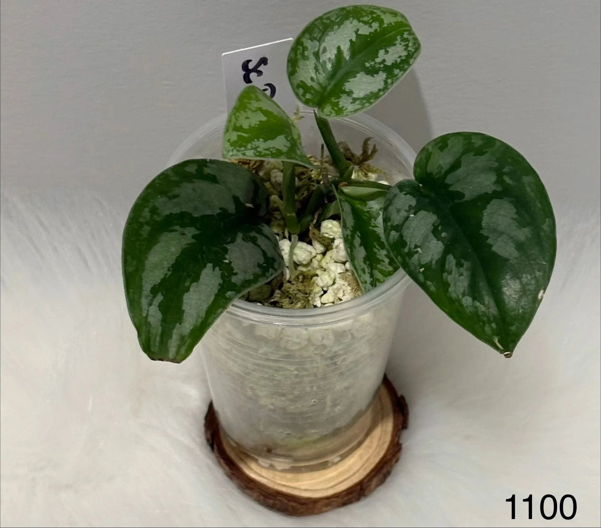 Scindapsus Black Tiger