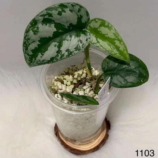 Scindapsus Black Tiger