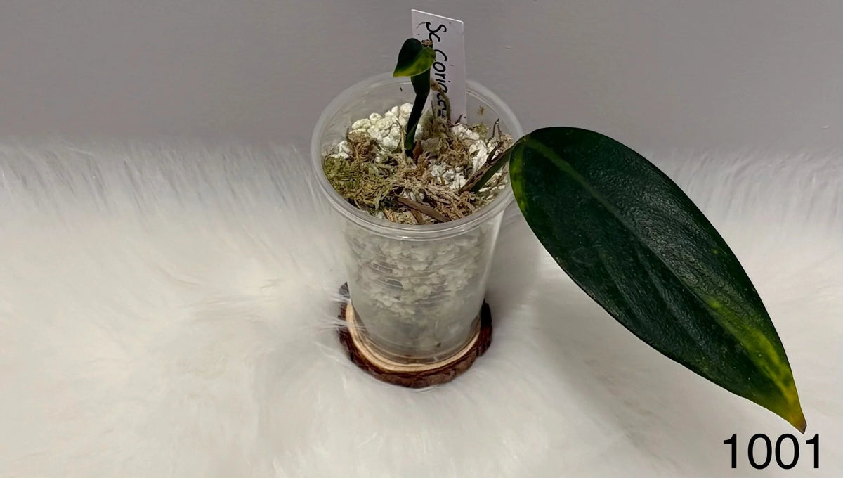 Scindapsus Coriaceus Variegated