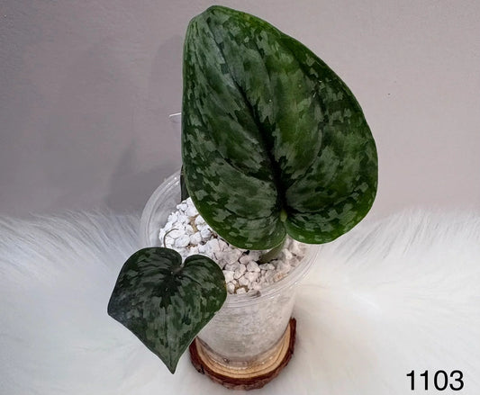 Scindapsus Dark Princess Tricolor