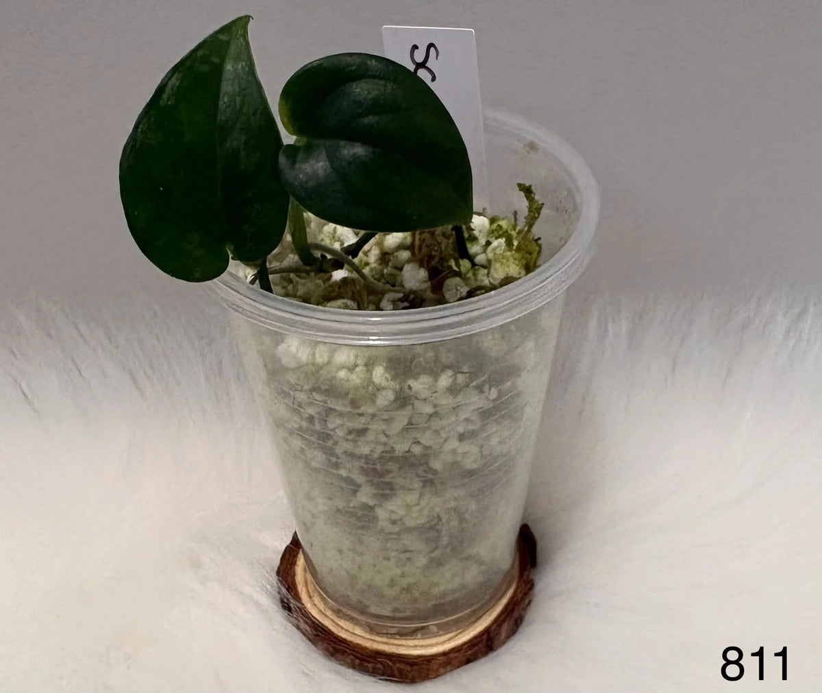 Scindapsus Exotica Dark