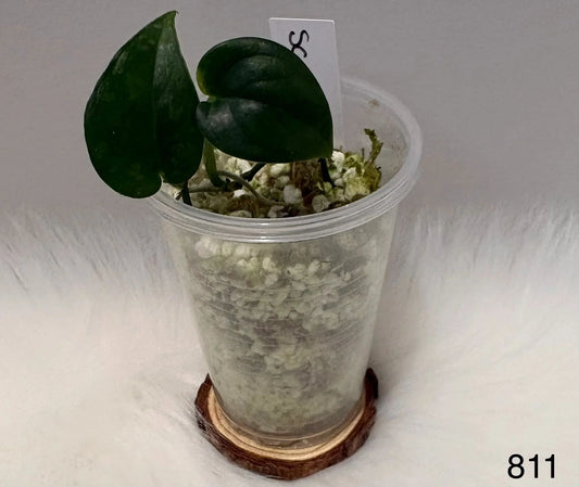 Scindapsus Exotica Dark