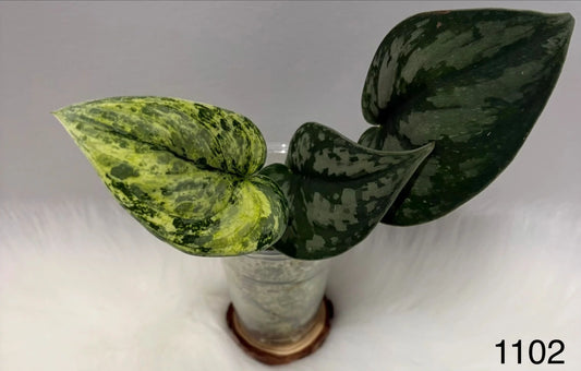 Scindapsus Exotica Hologram