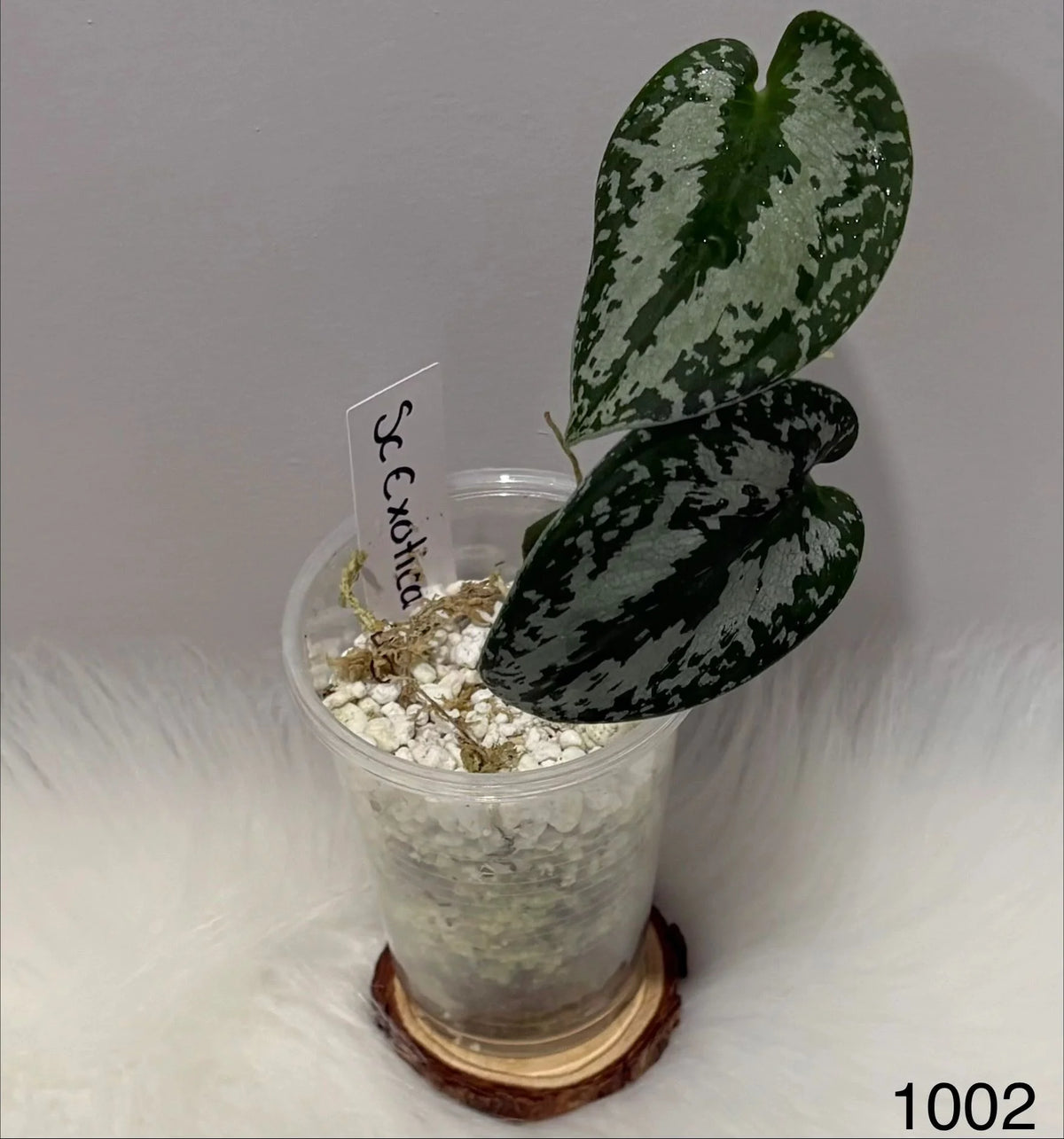 Scindapsus Exotica Tricolor