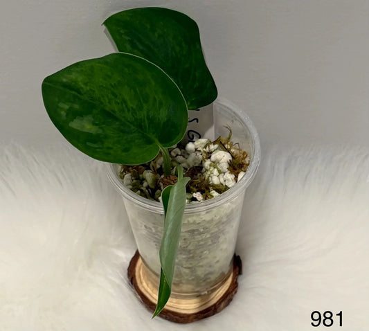 Scindapsus Jade Satin Green Emerald