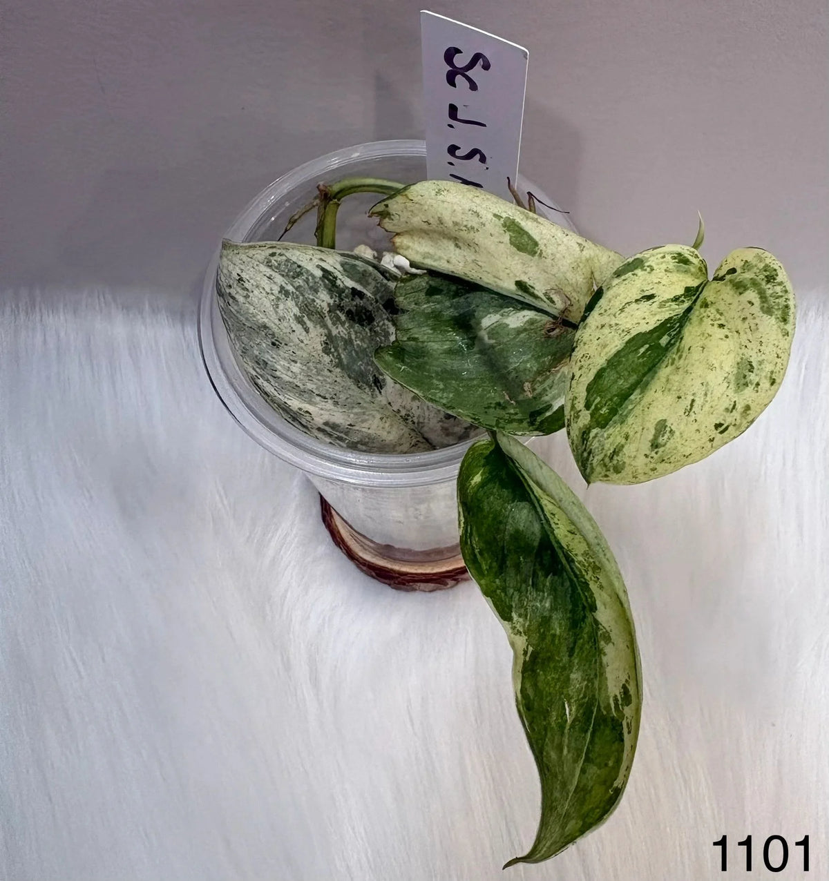 Scindapsus Jade Satin Marble Queen