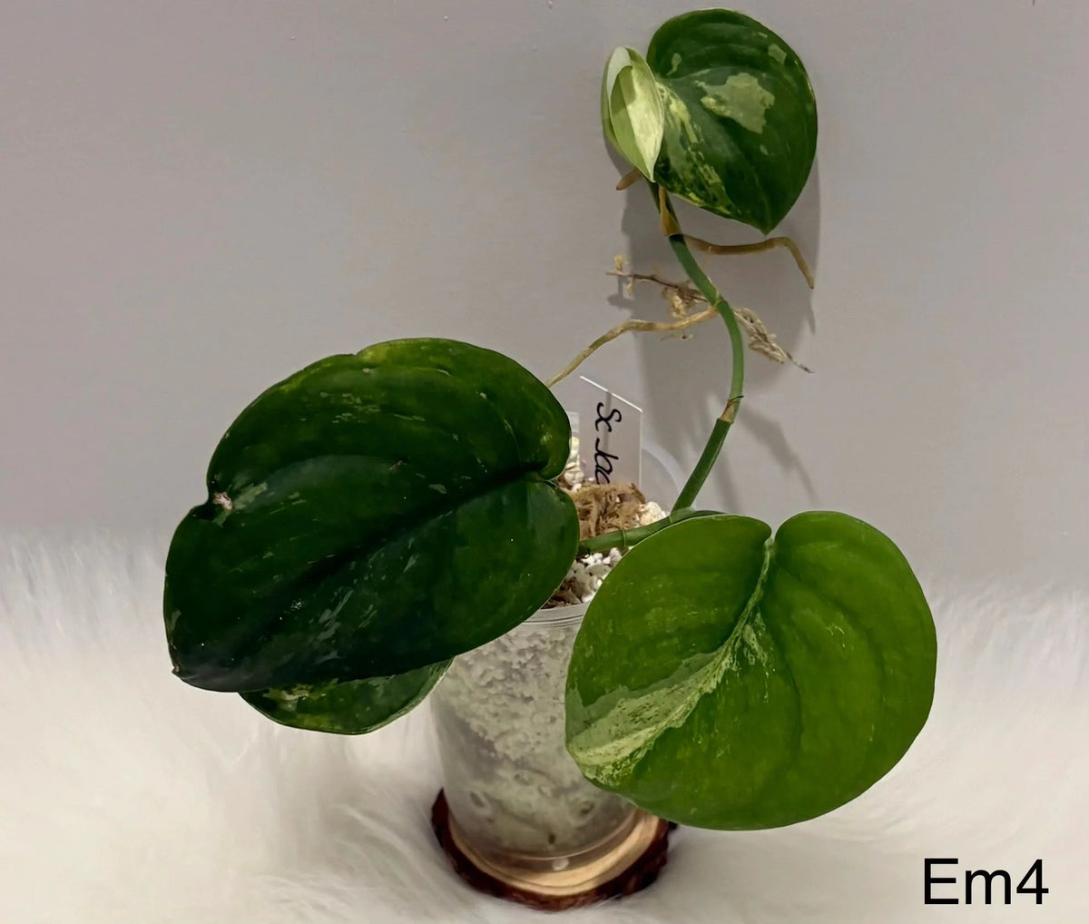 Scindapsus Jade Satin Marble